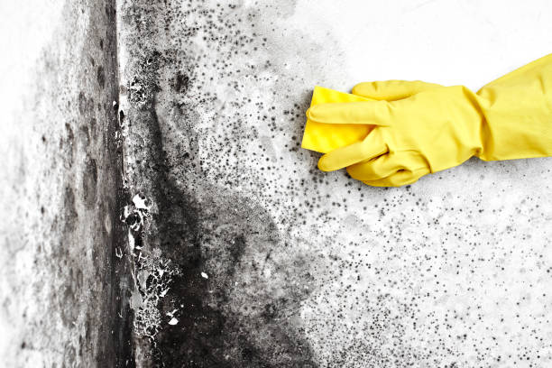 Best Industrial Mold Remediation in Jonesville, NC