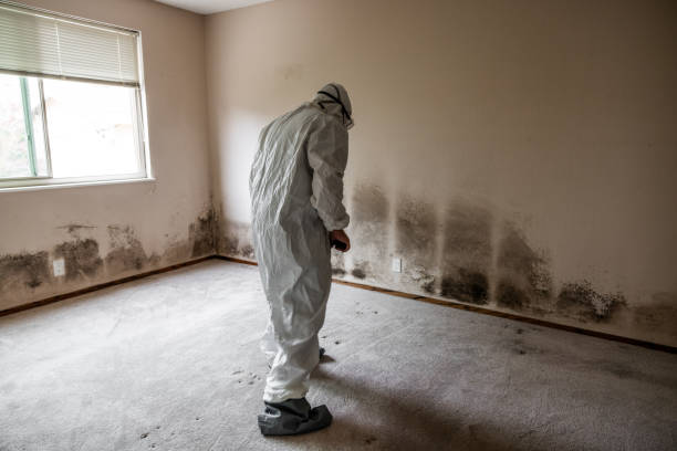 Best Basement Mold Remediation in Jonesville, NC