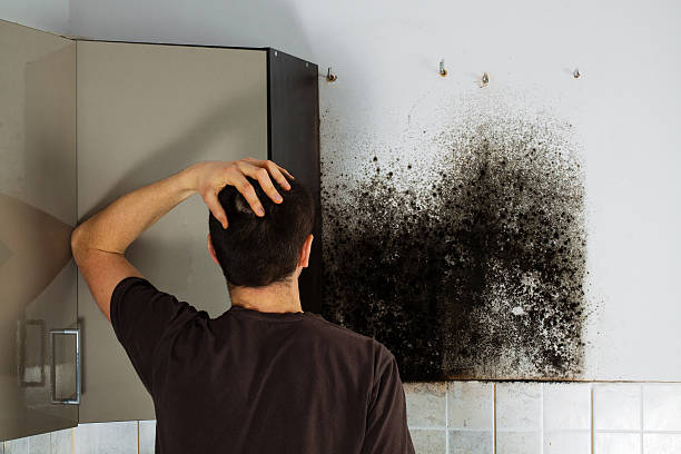 Best Commercial Mold Remediation in Jonesville, NC